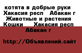 котята в добрые руки - Хакасия респ., Абакан г. Животные и растения » Кошки   . Хакасия респ.,Абакан г.